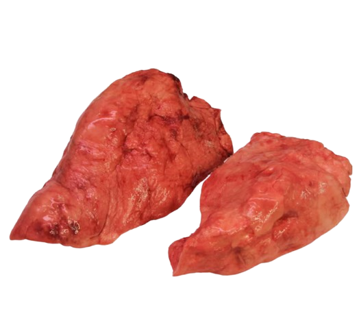 Baga