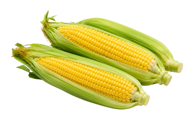 Sweet Corn