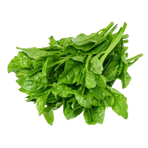 Alugbati