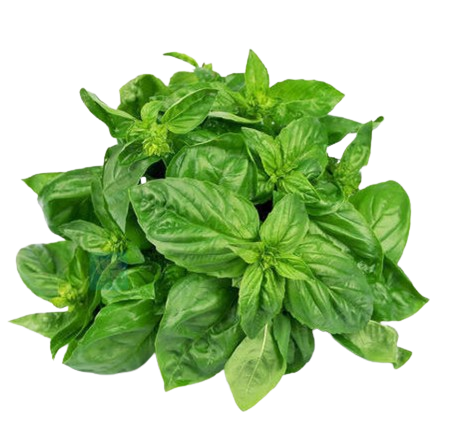 Basil Leaves