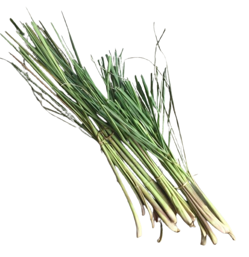 Lemon Grass