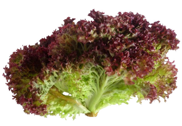 Lettuce Lollorosa