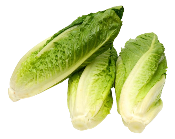 Lettuce Romaine