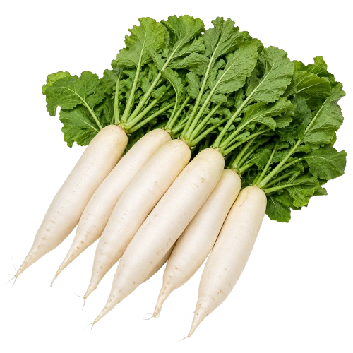 Radish