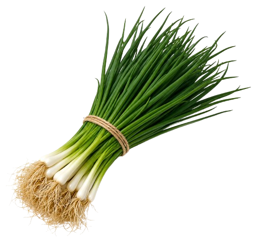 Spring Onion